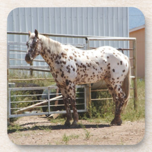 Brown spotted appaloosa horse coasters