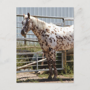 Brown spotted Appaloosa horse Postcard