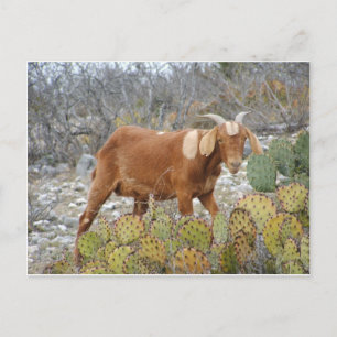 Brown spotted goat postcard