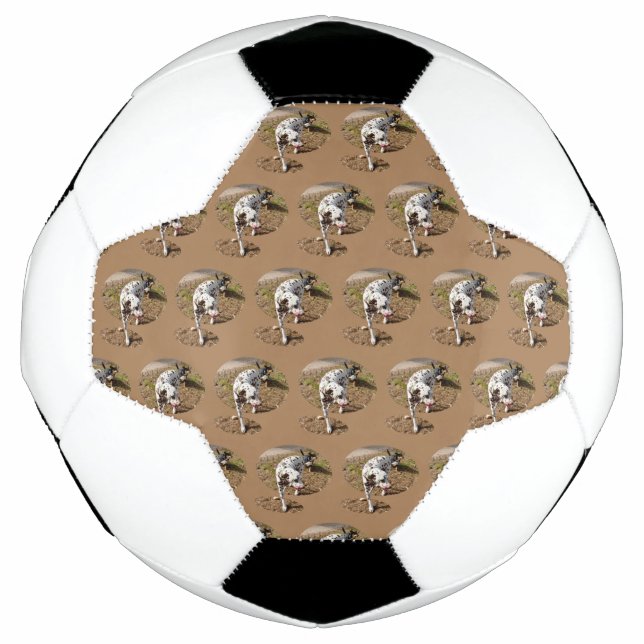 Brown Spotty Dalmatian, Football (Front)
