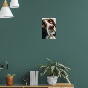 Brown springer spaniel poster
