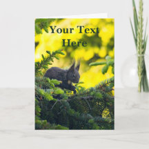 Brown Squirrel