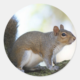 Brown Squirrel Classic Round Sticker