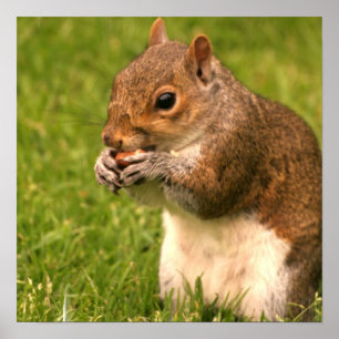 Brown Squirrel  Poster
