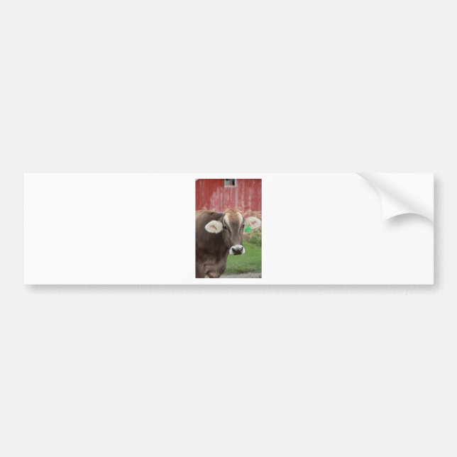 Brown Swiss Cow Bumper Sticker (Front)