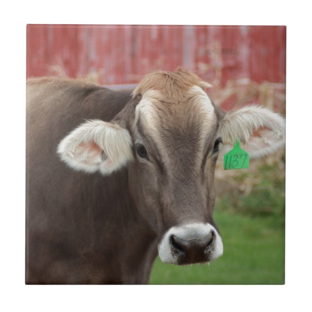Brown Swiss Cow Tile (Front)