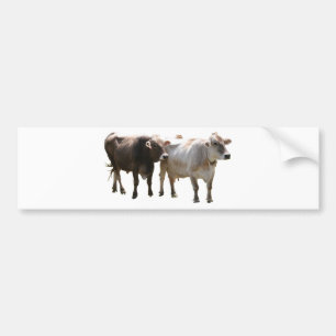 Brown Swiss Cows Bumper Sticker