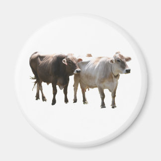 Brown Swiss Cows Magnet