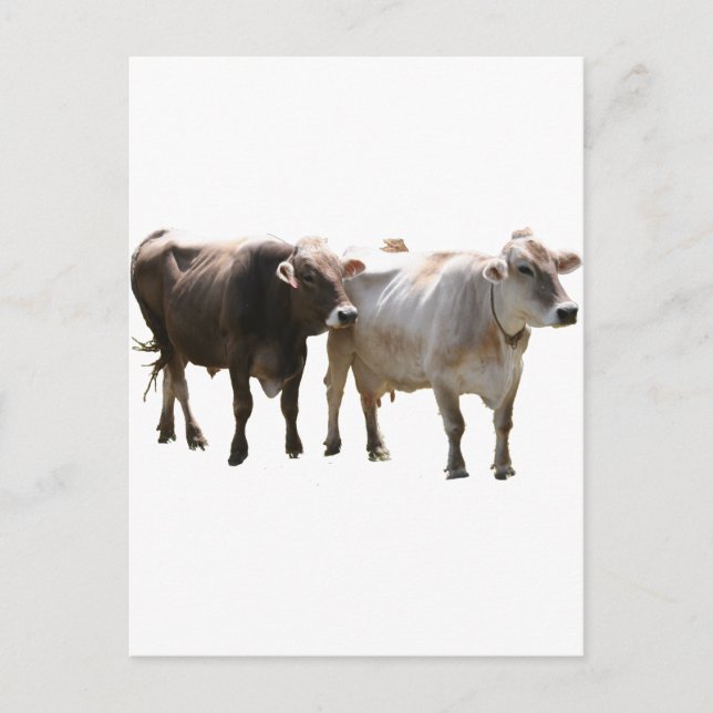 Brown Swiss Cows Postcard (Front)