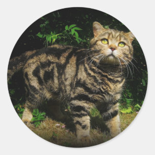Brown tabby - British Shorthair cat sticker
