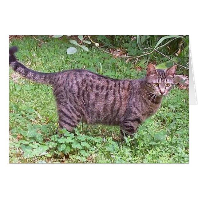 Brown Tabby Cat Outdoors (Front Horizontal)