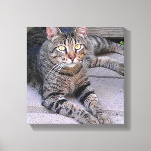 Brown Tabby Cat Outdoors Canvas Print