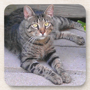 Brown Tabby Cat Outdoors Coaster
