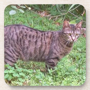 Brown Tabby Cat Outdoors Coaster