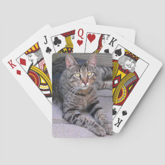 Brown Tabby Cat Outdoors Playing Cards
