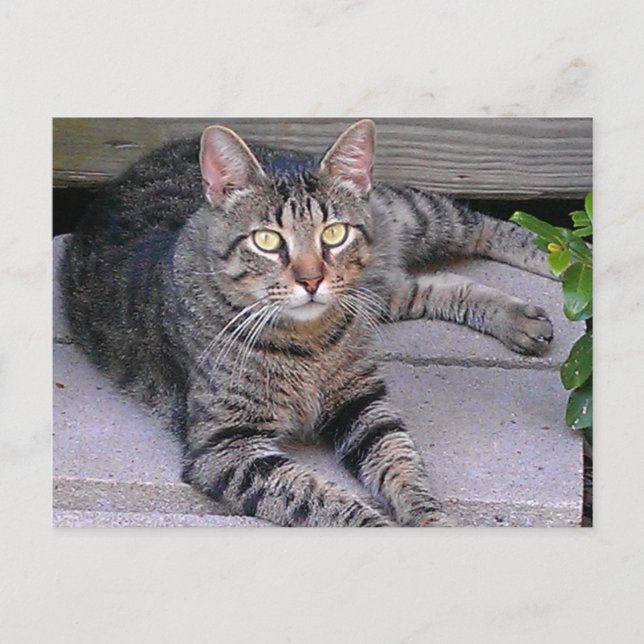 Brown Tabby Cat Outdoors Postcard (Front)