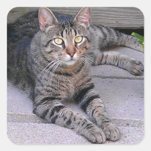Brown Tabby Cat Outdoors Square Sticker