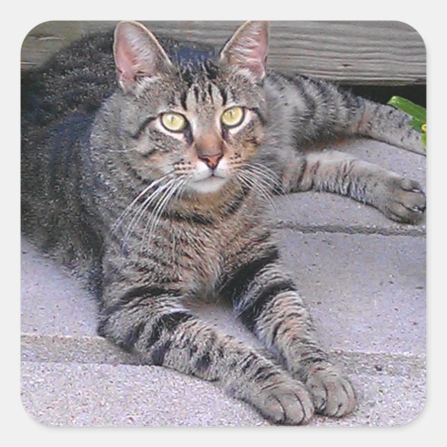Brown Tabby Cat Outdoors Square Sticker (Front)