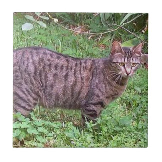 Brown Tabby Cat Outdoors Tile
