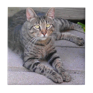 Brown Tabby Cat Outdoors Tile
