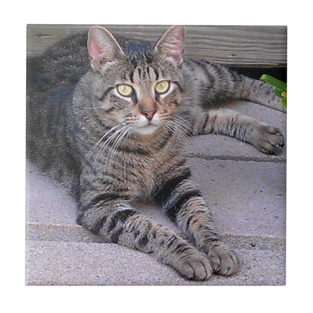 Brown Tabby Cat Outdoors Tile (Front)