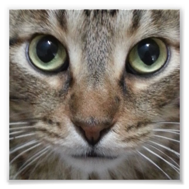Brown Tabby Cat Photo Print (Front)