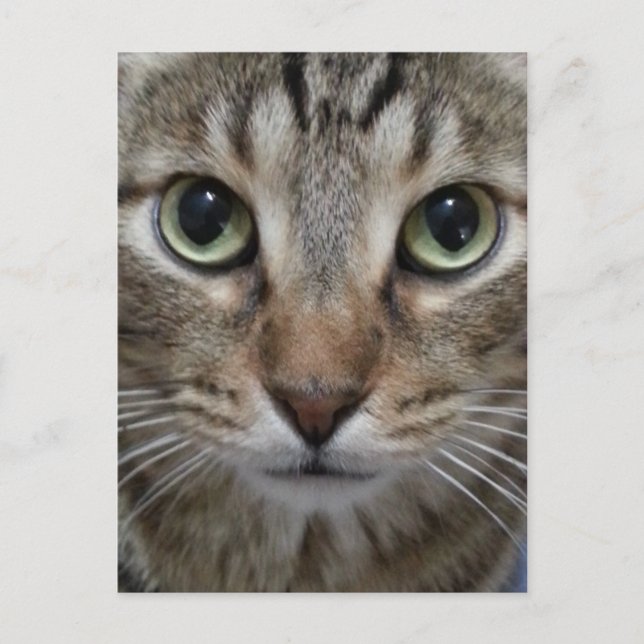 Brown Tabby Cat Postcard (Front)