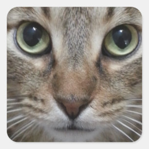 Brown Tabby Cat Square Sticker