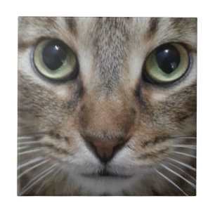 Brown Tabby Cat Tile