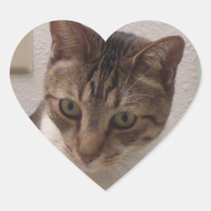 Brown Tabby Heart Stickers