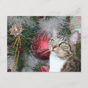 Brown tabby with white Christmas Holiday Postcard