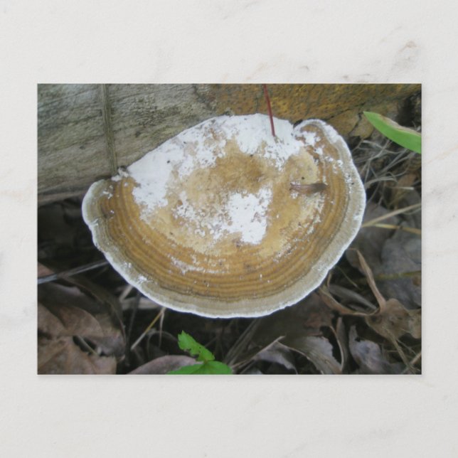 Brown Tan Bracket Fungus Postcard (Front)