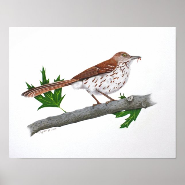 Brown Thrasher 14x11 Print (Front)
