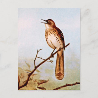 Brown Thrasher Bird Art Postcard