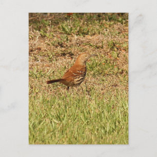 Brown Thrasher Bird Photo Postcard