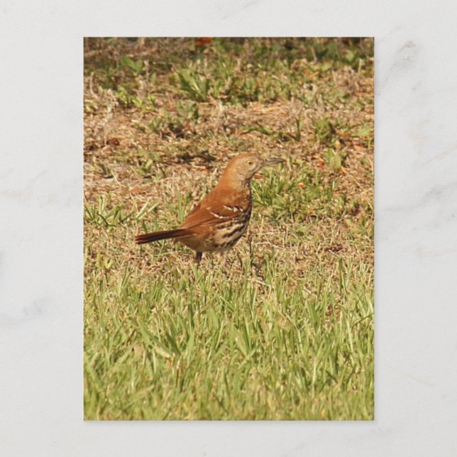 Brown Thrasher Bird Photo Postcard (Front)