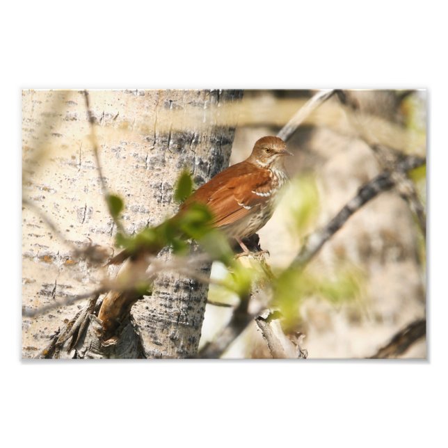 Brown Thrasher Photo Print (Front)