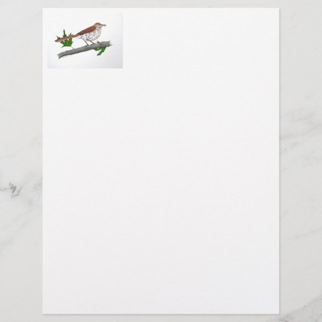 Brown Thrasher  Stationery Custom Letterhead (Front)