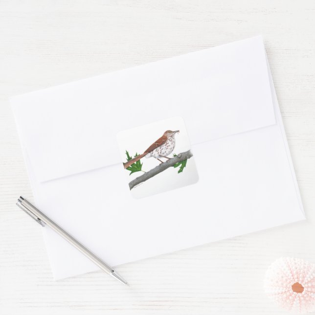 Brown Thrasher Sticker (Envelope)