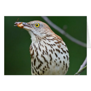 Brown Thrasher w/ Catch Of the Day Gifts Apparel