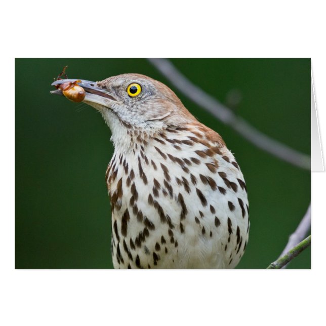 Brown Thrasher w/ Catch Of the Day Gifts Apparel (Front Horizontal)