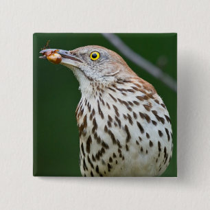 Brown Thrasher w/ Catch Of the Day Gifts Apparel 15 Cm Square Badge