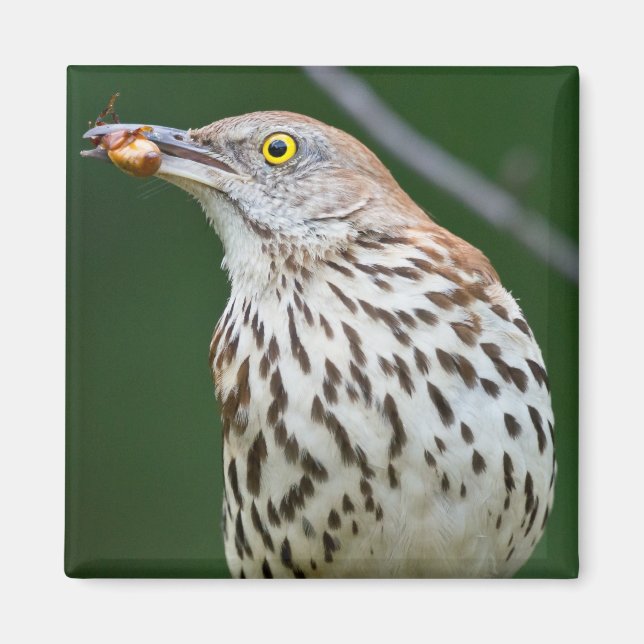 Brown Thrasher w/ Catch Of the Day Gifts Apparel Magnet (Front)