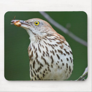 Brown Thrasher w/ Catch Of the Day Gifts Apparel Mouse Mat