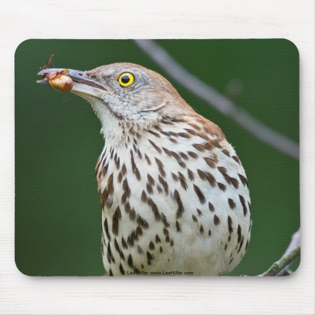 Brown Thrasher w/ Catch Of the Day Gifts Apparel Mouse Mat (Front)