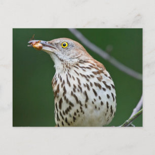 Brown Thrasher w/ Catch Of the Day Gifts Apparel Postcard