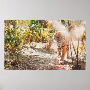 BROWN TIGER IN WALKING GESTURE POSTER