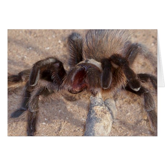brown-trantula card