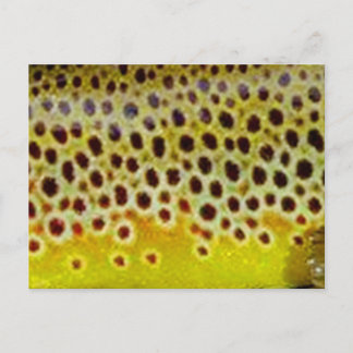 Brown Trout by PatternWear© Postcard