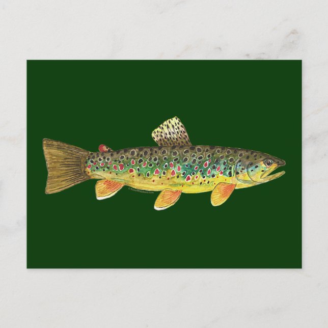 Brown Trout Fishing Postcard (Front)